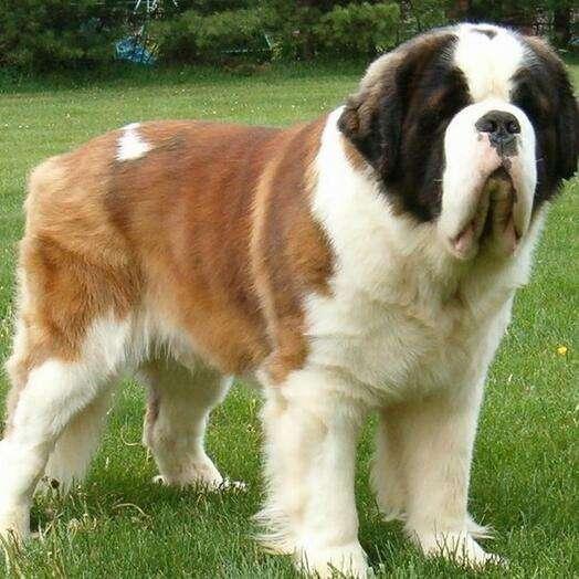 猫胡子弯曲什么原因？揭秘猫咪的小秘密